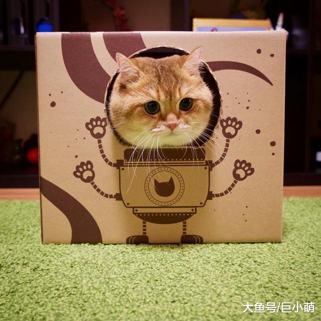 懒猫坐拥76万粉丝，靠吃喝玩乐卖萌为生，却热心公益救助流浪猫