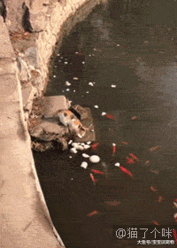 当猫盯着人吃东西时，它在想什么？