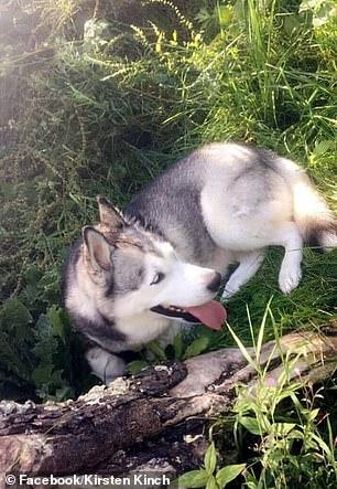 把哈士奇寄养3天，回来收到一个粽子，是怕我的狗尸变吗