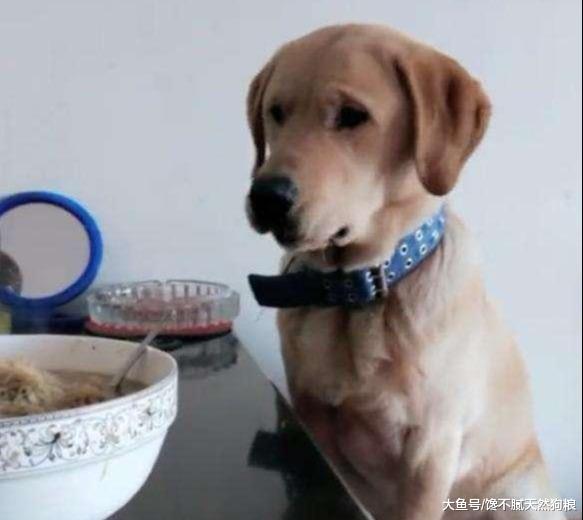养了拉布拉多，你会羡慕不已，有这5种甜蜜的”烦恼“