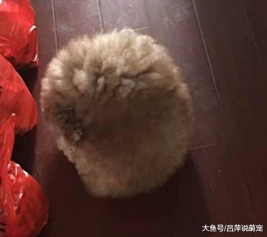 买了一只泰迪送给父母养，6个月后再见时：这是啥玩意？