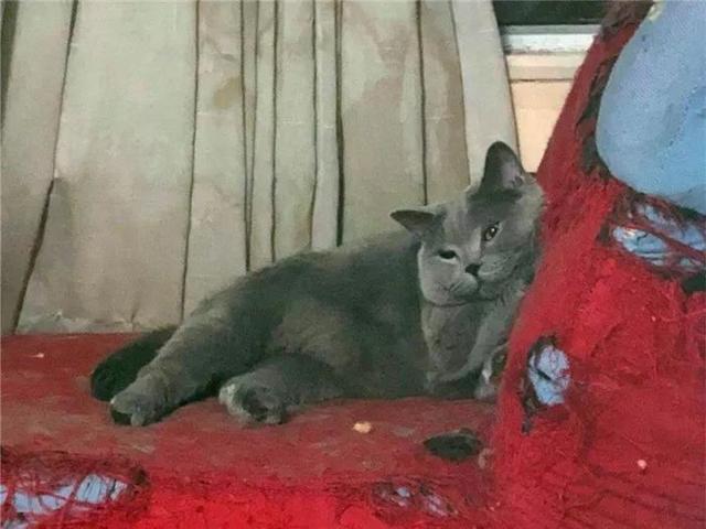 铲屎官秀出家中沙发, 一看就是家中有猫, 网友: 猫与沙发不可兼得