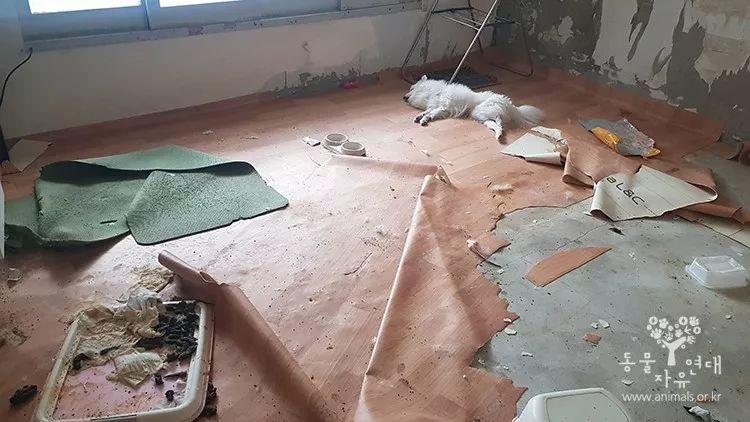 狗狗被反锁房内活活饿死! 志愿者: 它饥饿到啃家具…