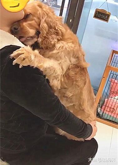 金毛去宠物医院, 非常的不安一直往铲屎官的怀里靠, 主人: 摸摸头