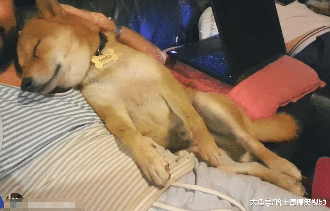柴犬一岁多了，还要在“拔拔”怀里睡，忘记自己已经长大了