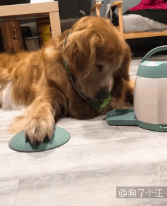 网友买了只二哈，看着有点怪，大家帮忙看看纯不？