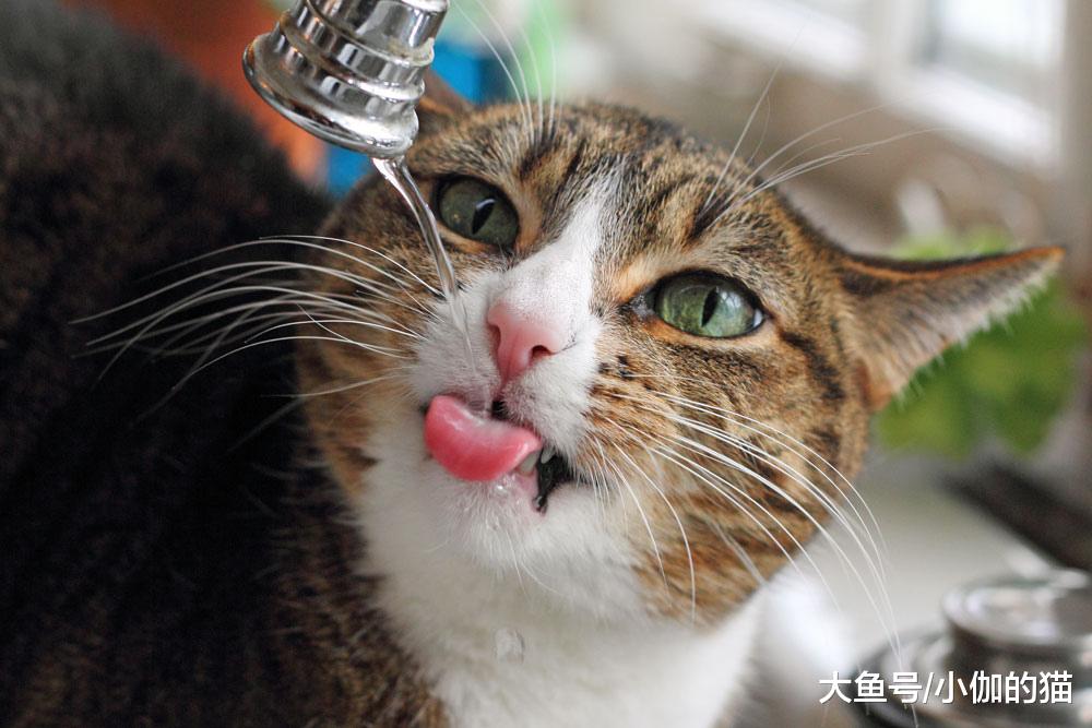 猫咪直接喝自来水，会影响健康，不妨给水前多做一步
