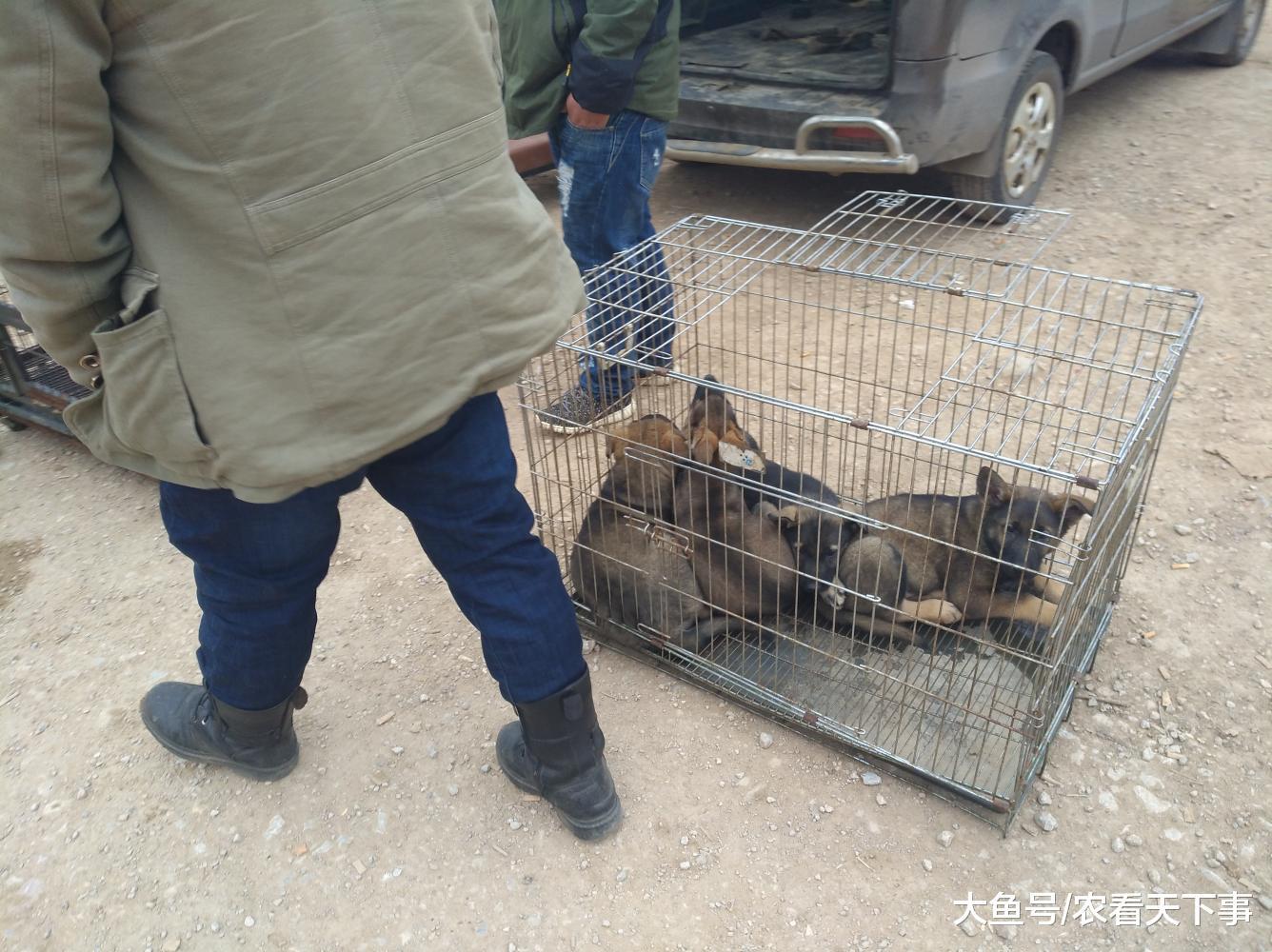 狗市: 商贩因昆明犬幼犬过多带到狗市出售, 但天气冷路人很少!