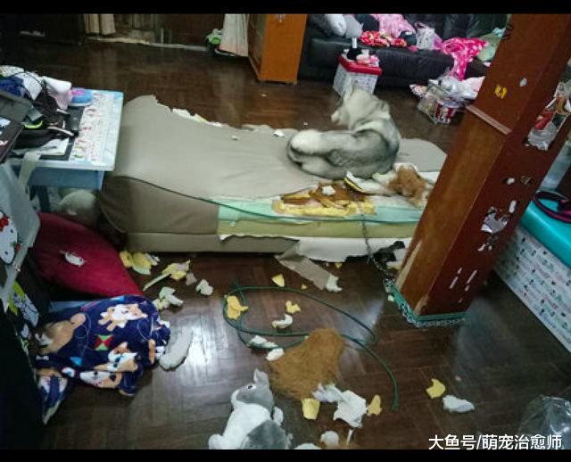 過年主人把哈士奇留在家，它把床墊海綿都咬出來了：無敵好寂寞！