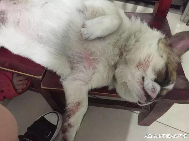 有这5种情况的狗狗, 主人就要注意了, 这是缺乏“微量元素”!