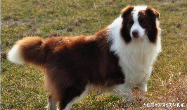 边牧有这些表现，证明它并不忠诚，而你只是它小弟！