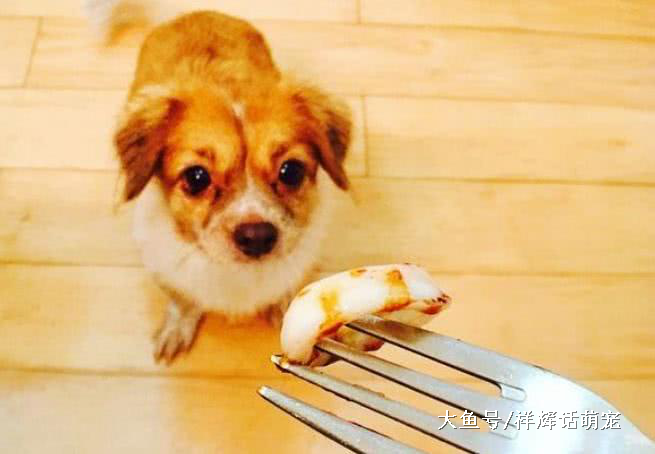 想知道你家狗狗智商高低吗？赶快来了解一下吧，真准