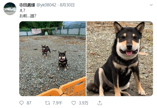 柴柴在院中玩耍，回来竟变“国字脸”！还流口水傻笑……