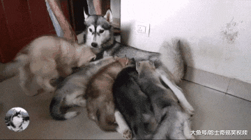 二哈生宝宝后越来越瘦，看到奶狗才明白，还好主人回来早点