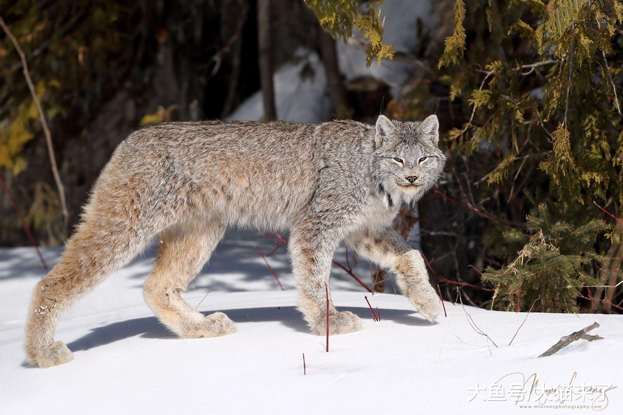 这种猫科动物比东北虎还靠近北极，人类每年抢走它们1000万只猎物