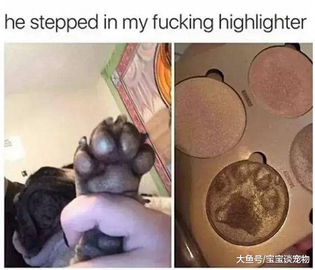 化了妆的猫，就像化了妆的女人一样不可信！