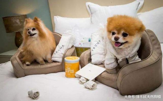 狗狗刚到家，需要注意这5件事，别让你的无知害死它