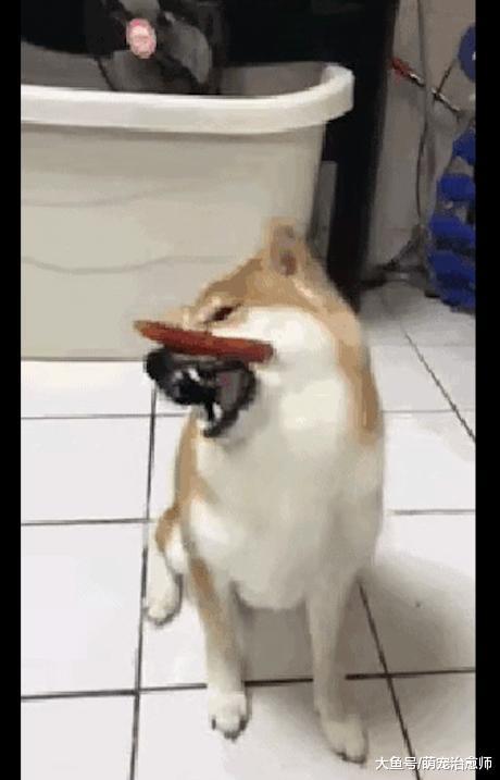 主人把香腸放在柴犬的頭上，下令后它一秒鐘就咬進了嘴里，好厲害