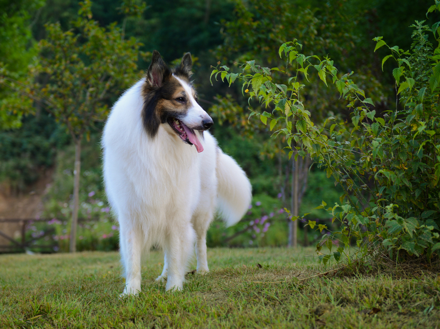 世界上最通人性且忠诚的10种狗，中国田园犬也在内