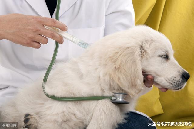 为什么狗狗寿命会这么短？兽医无奈道破：这样饲养，不短才怪