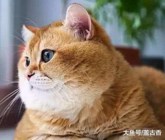 这只猫咪竟学会了传说中的轻功？网友：简直就是一个武林高手呀！