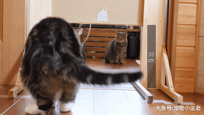 日本铲屎官无聊，拿肥猫做实验，每秒都是表情包，让人直接笑喷！