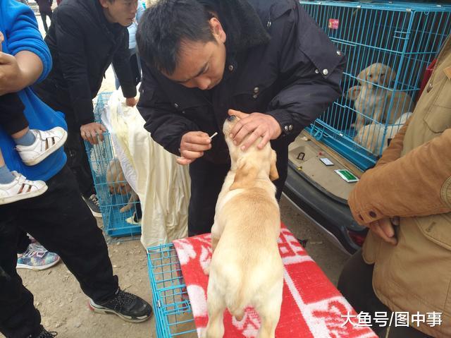 男子和商贩谈好购买拉布拉多的价格后, 便开始检查狗健不健康!