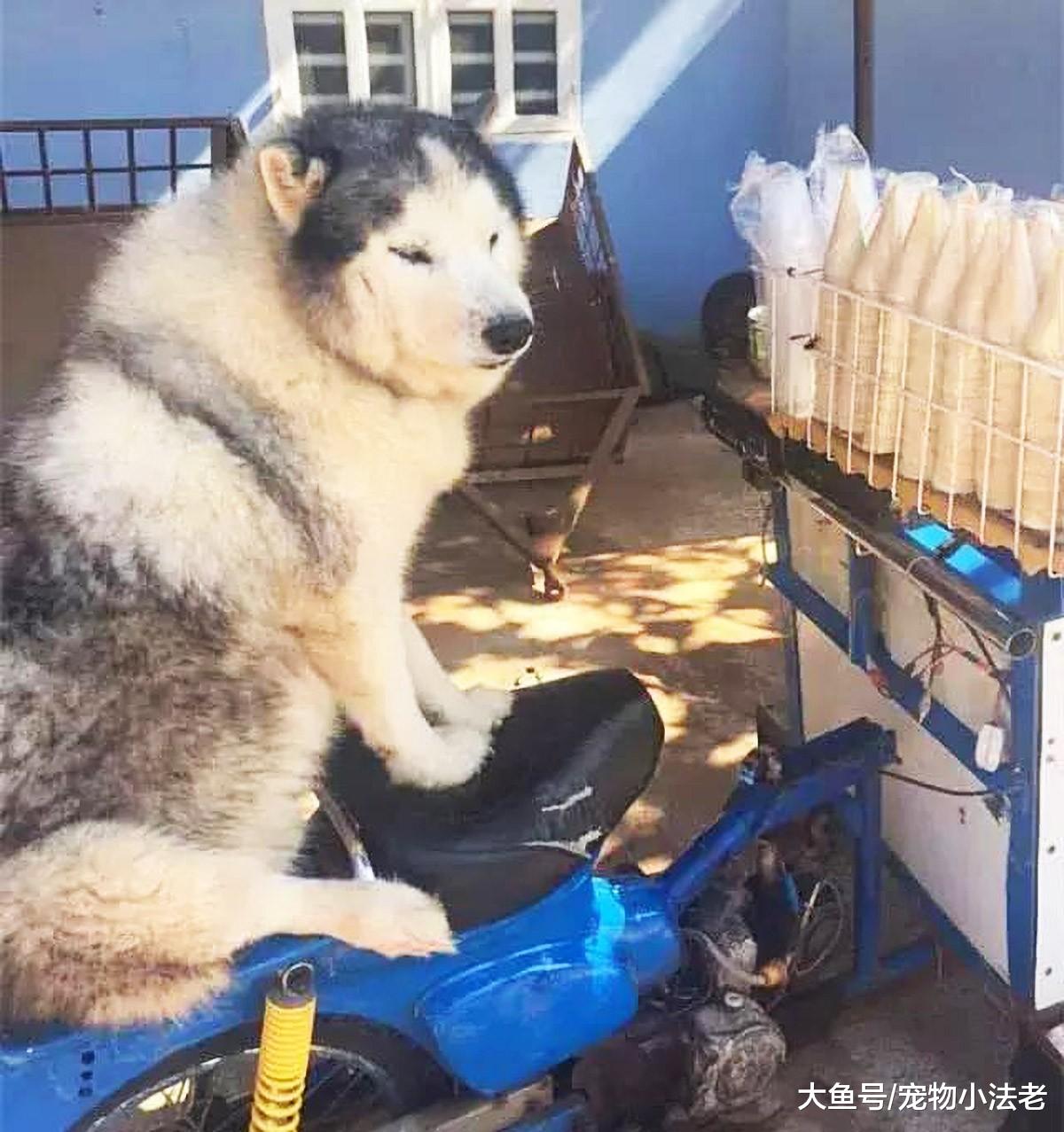 狗狗因为半碗白饭，对收破烂的老人不离不弃，一个举动，让人泪崩