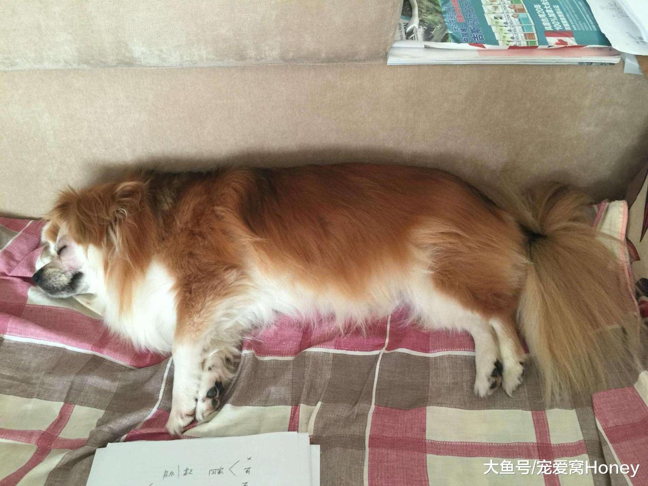 怎樣看狗狗肥胖呢，很多主人現在還不知道其中原因！