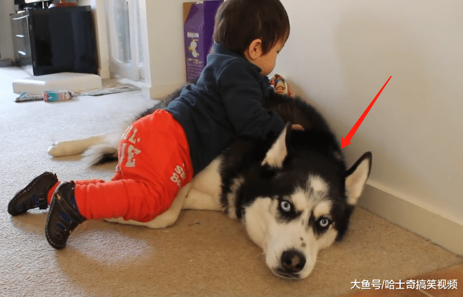 二哈無聊就搞破壞，結果卻被“熊孩子”制服，挺心疼它的