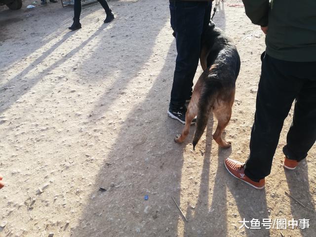德牧路过肉狗区域, 商贩出高价想要收购, 遭到饲主拒绝!