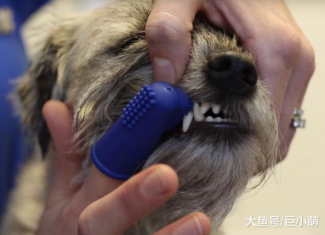 狗狗除了刷牙，还得洗牙！狗狗还得足够年龄才能洗牙
