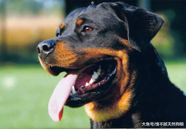 为了罗威纳犬的健康，请停止这些做法，会缩短它寿命的！