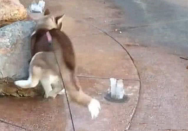 二哈坐在泉眼上，喷泉上忽然喷水，二哈：总有刁民想害朕！