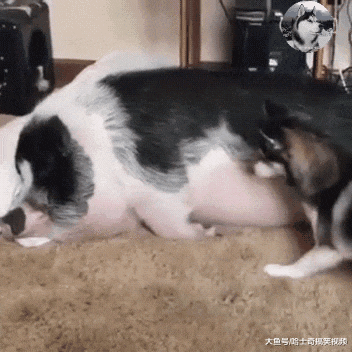 女主让大白狗叫男友起床，可是半天不见人，狗子想了个馊主意