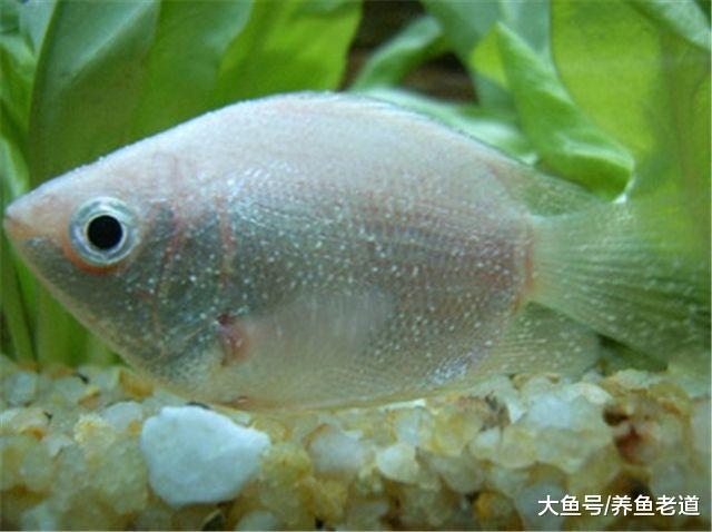 水温22度，可以直接购买小型热带鱼了吗，会不会得白点病？