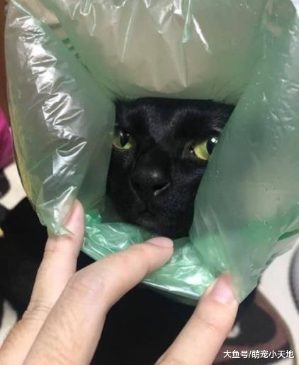 黑猫头上多出一包安全气囊，妈妈傻眼帮脱掉它又自己戴回去