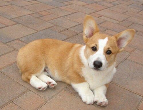 太残忍了，主人从天上把柯基扔下来，落地的场面太“惊悚”