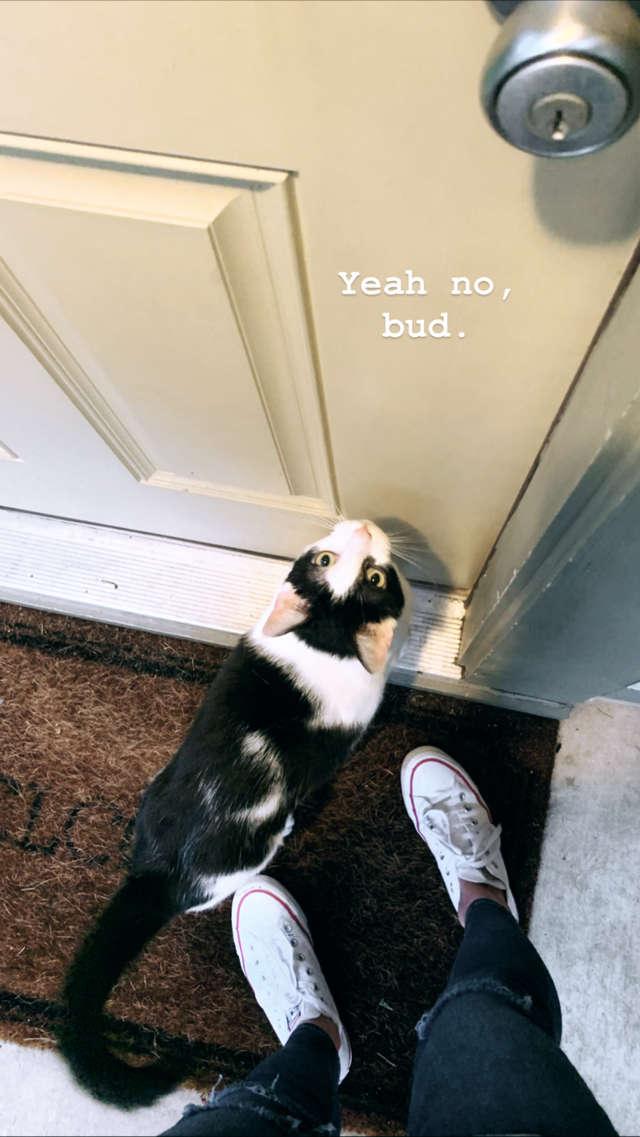 女孩遛狗时偶遇浪猫，撸了一把，没想到就被赖上了：对朕负责！