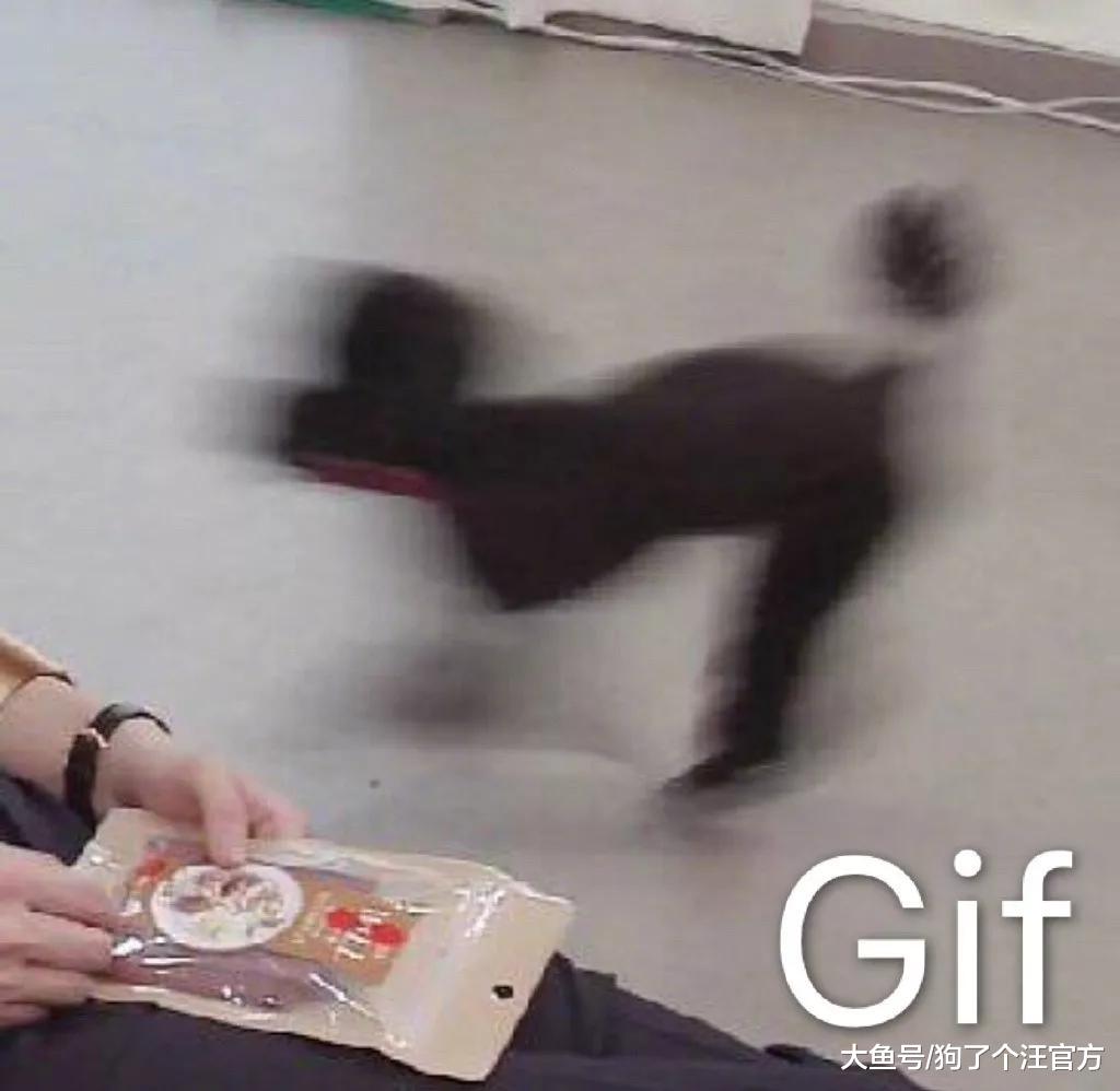 狗的性格随主人，果然一点不假