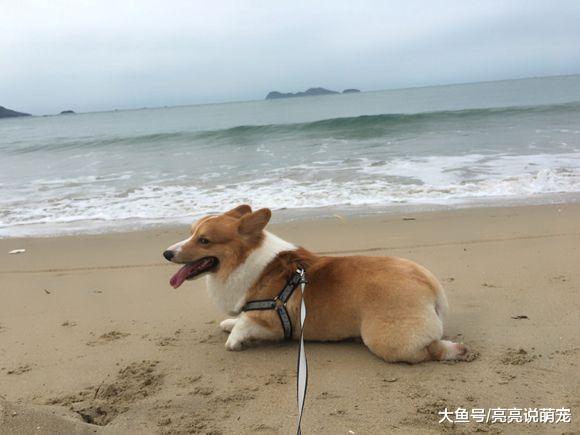 网友带着基到海边玩，把它给高兴坏了，把眼睛笑成一条缝了