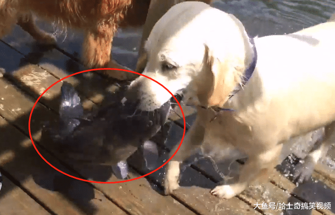 金毛嫌弃家里伙食太差，自己下河捉鱼，养家糊口真不容易啊