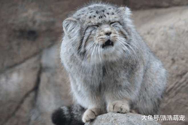 盘点非常危险的5种猫，狮子猫上榜，第五种无人敢惹