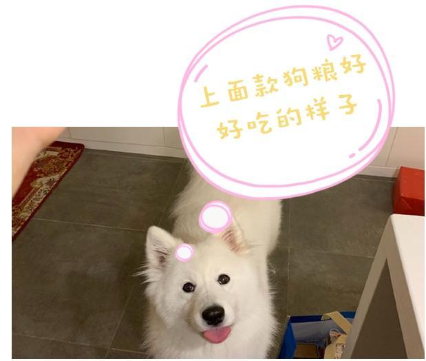 5个理由不养萨摩耶犬，看完你还敢养吗？