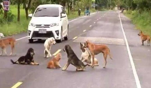 公路上围坐着一群流浪狗，司机怎么按喇叭都不离开，真相让人落泪