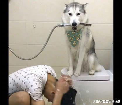家里花洒坏了，老公让两条爱犬上，狗狗：拿我当你们家保姆了吧！