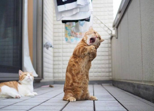 终于，生活对我这只无辜的小猫咪下手了