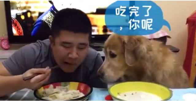 男子做好饺子后，和狗狗进行大胃王比赛，结局却很是尴尬