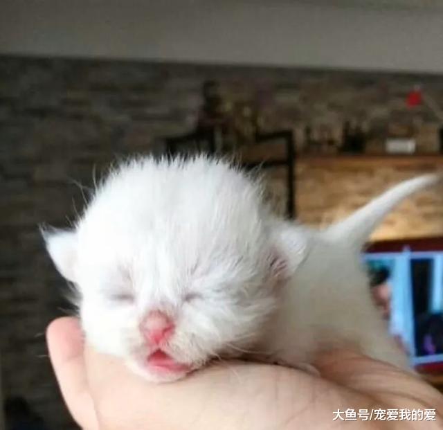 女孩领养了一只看似普通的猫，四个月后，她被猫的颜值惊艳到了