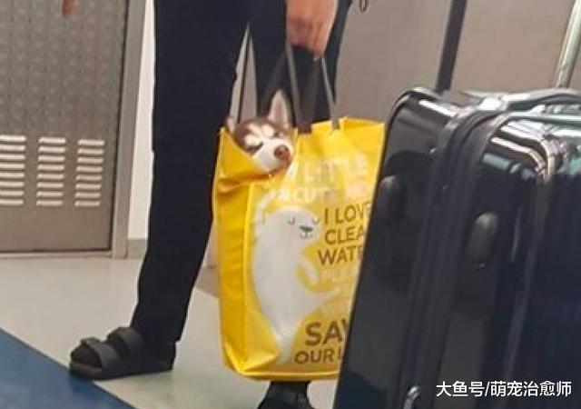 地铁上不允许带狗, 主人就把哈士奇装进袋子里, 狗: 生活不易啊!